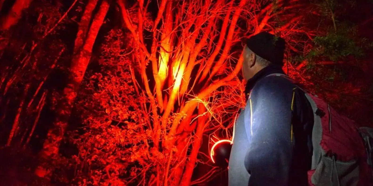 Tree trunk lit red during a night walk