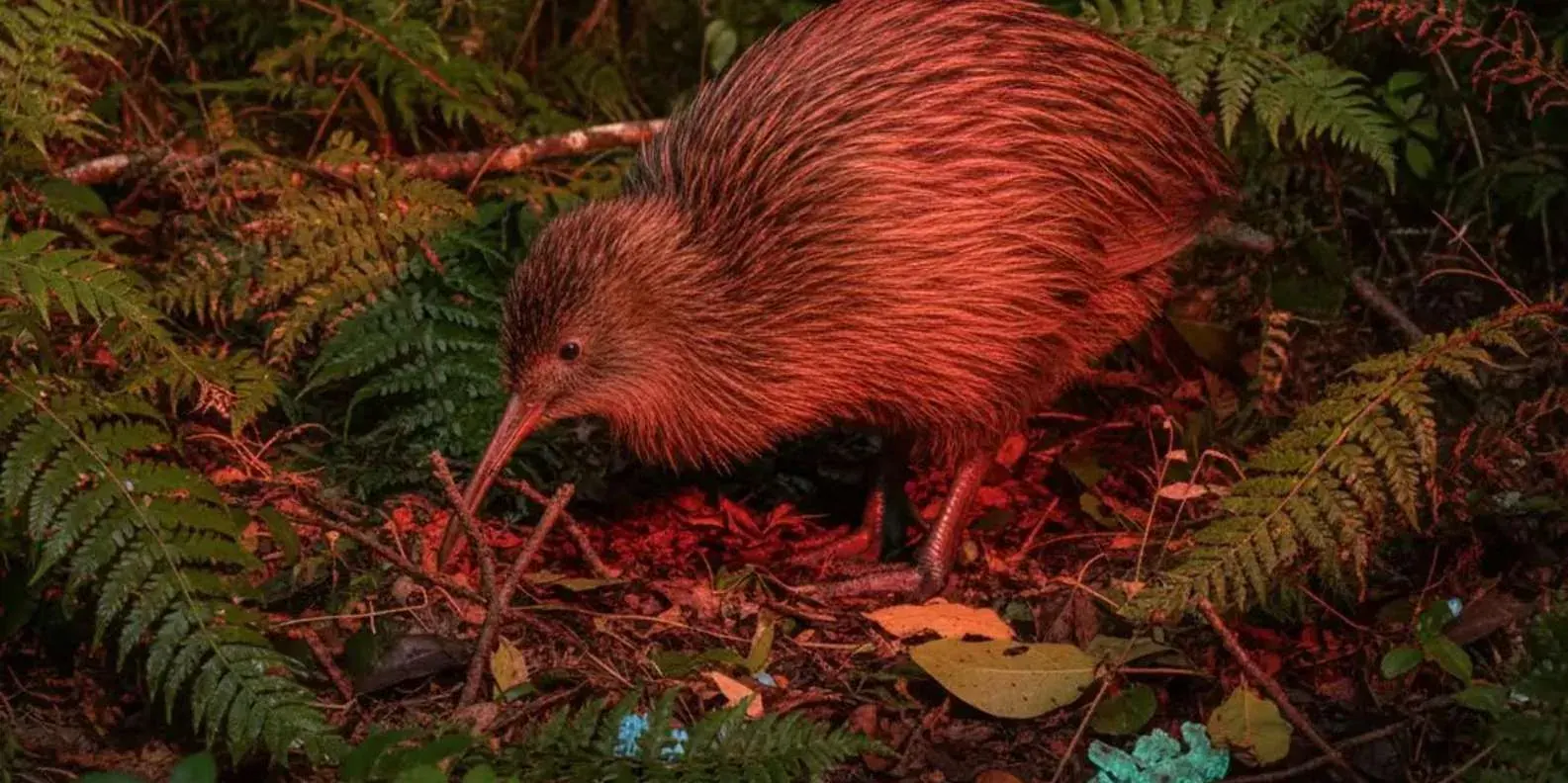 Kiwi Wilderness Experience Guided Tour (Self-Drive Option)