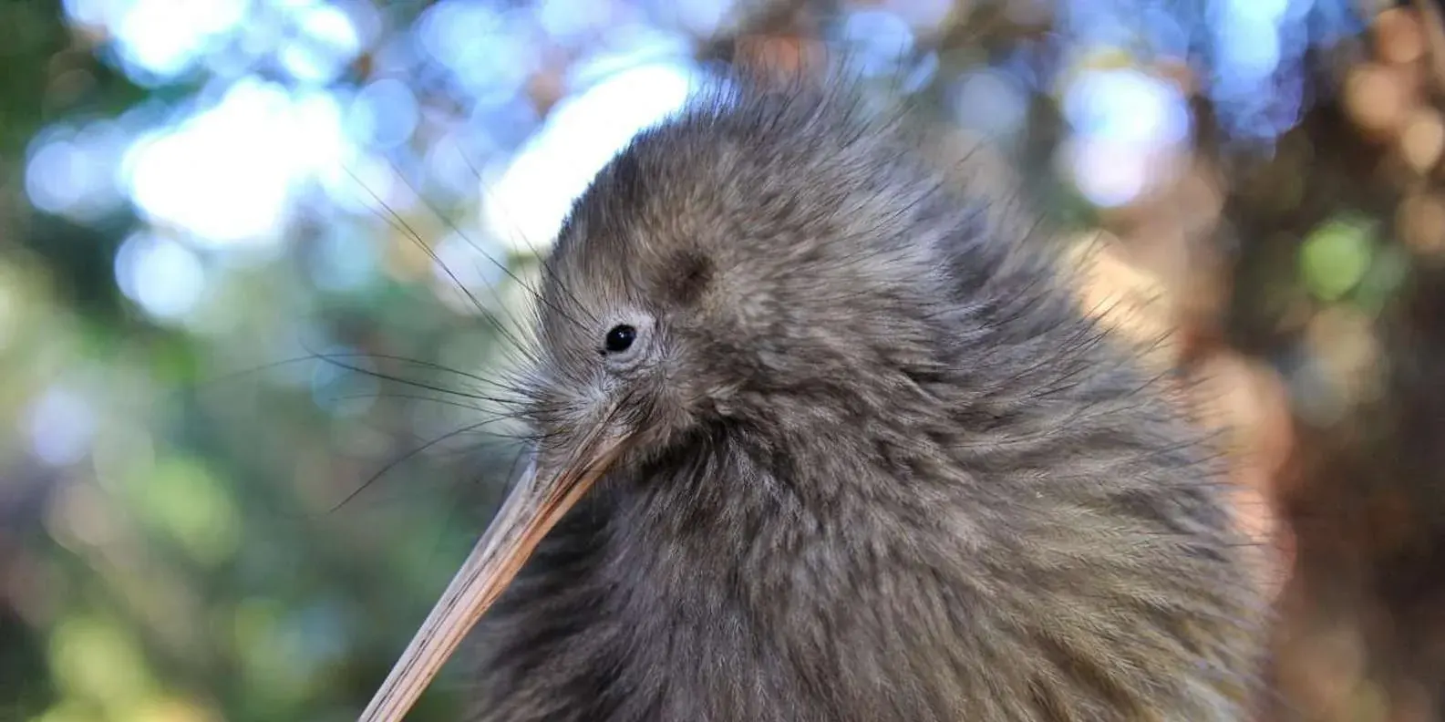 Close view of a kiwi’s head and long bill