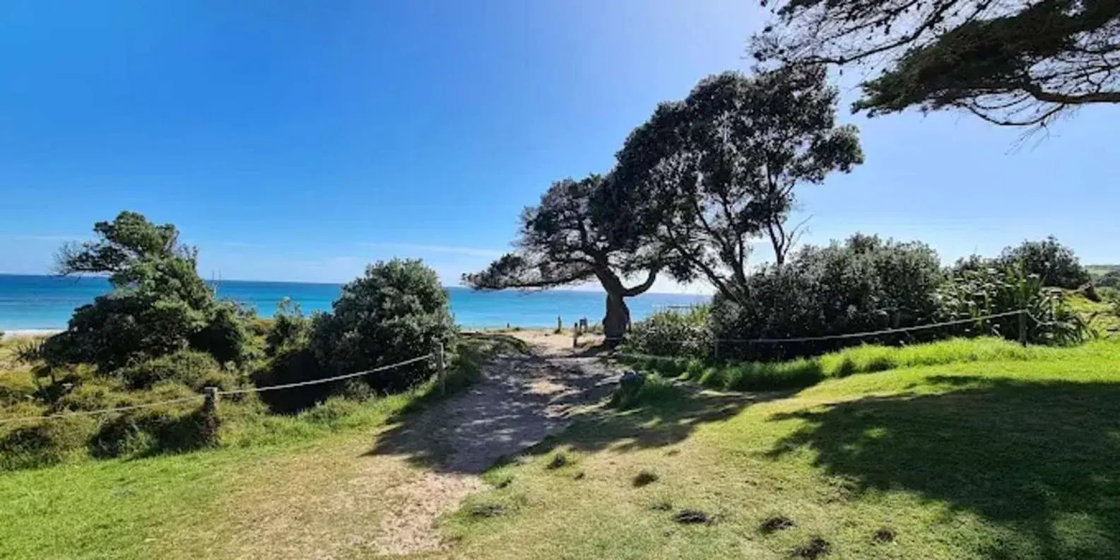 Coastal grassland and wind-shaped trees