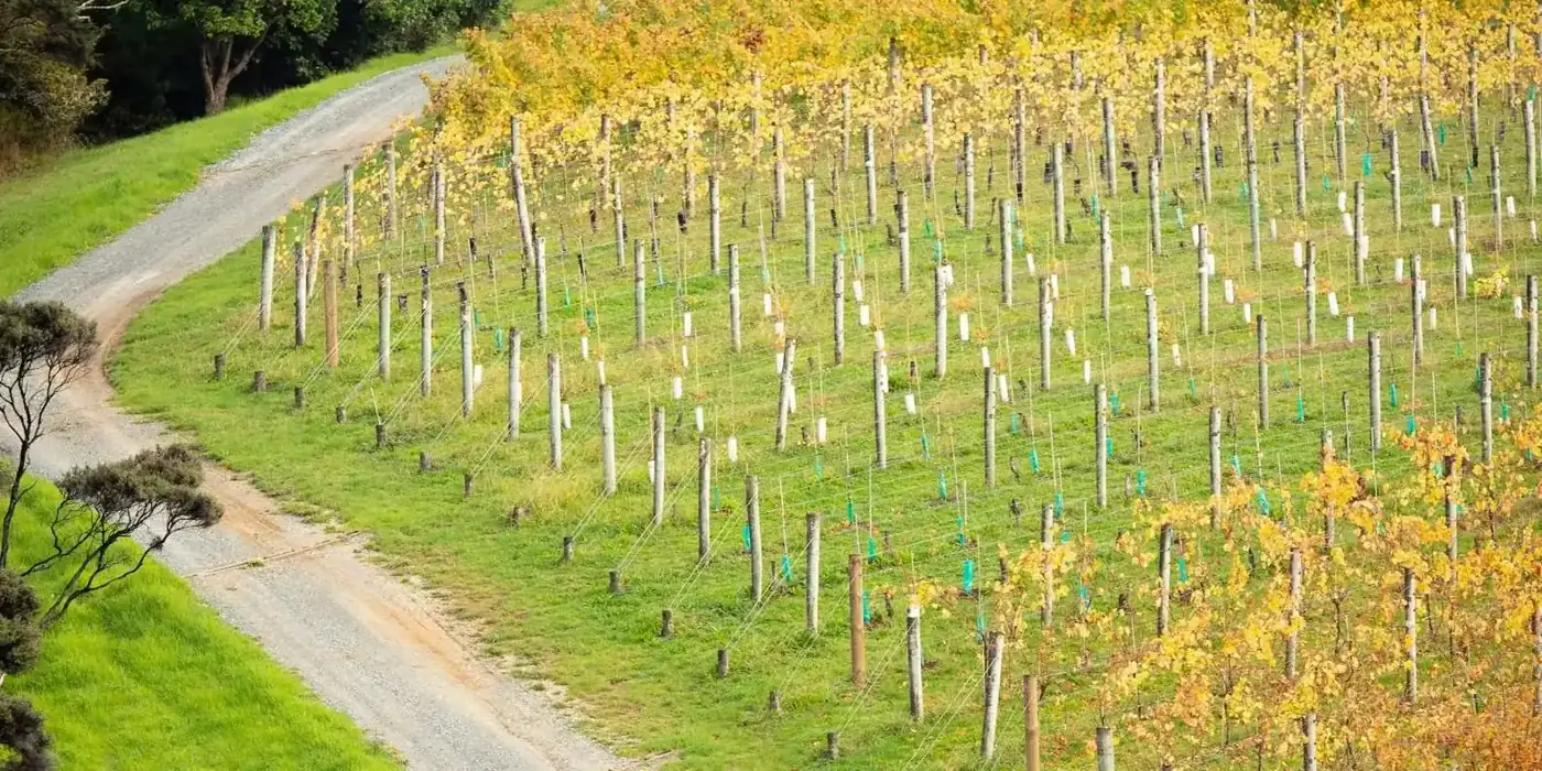 Rows of vines on a Matakana hillside