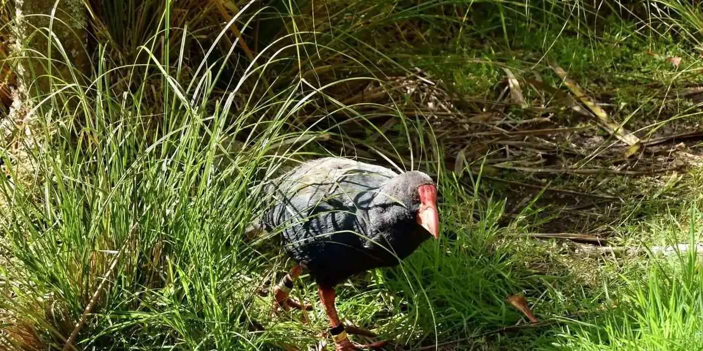 Takahē foraging in grass
