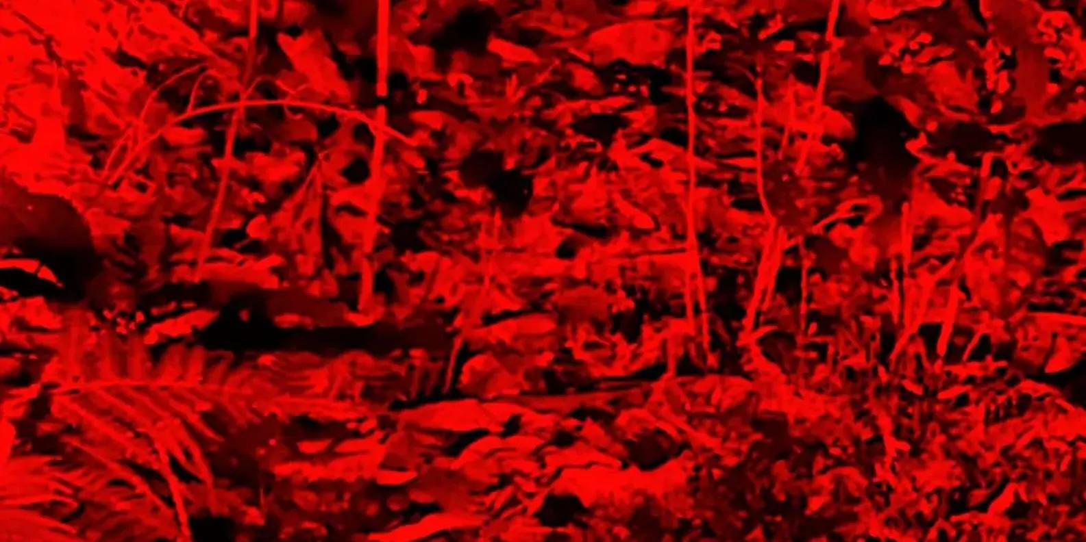 Kiwi viewed using red light