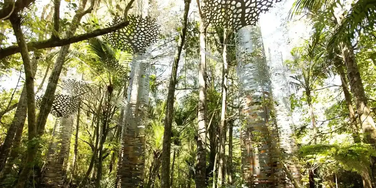 Native forest on the private tour route