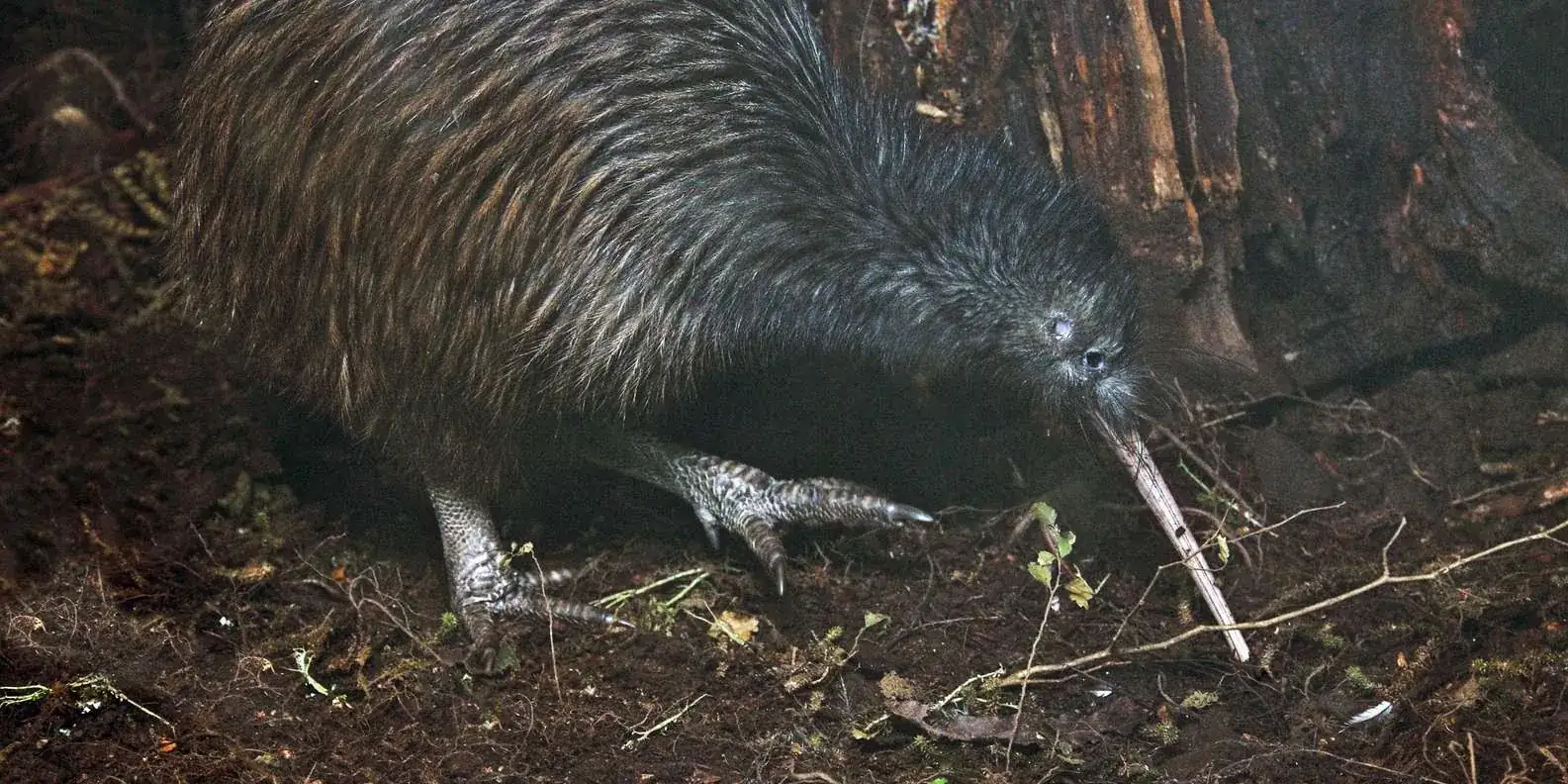 Brown kiwi among leaf litter and branches