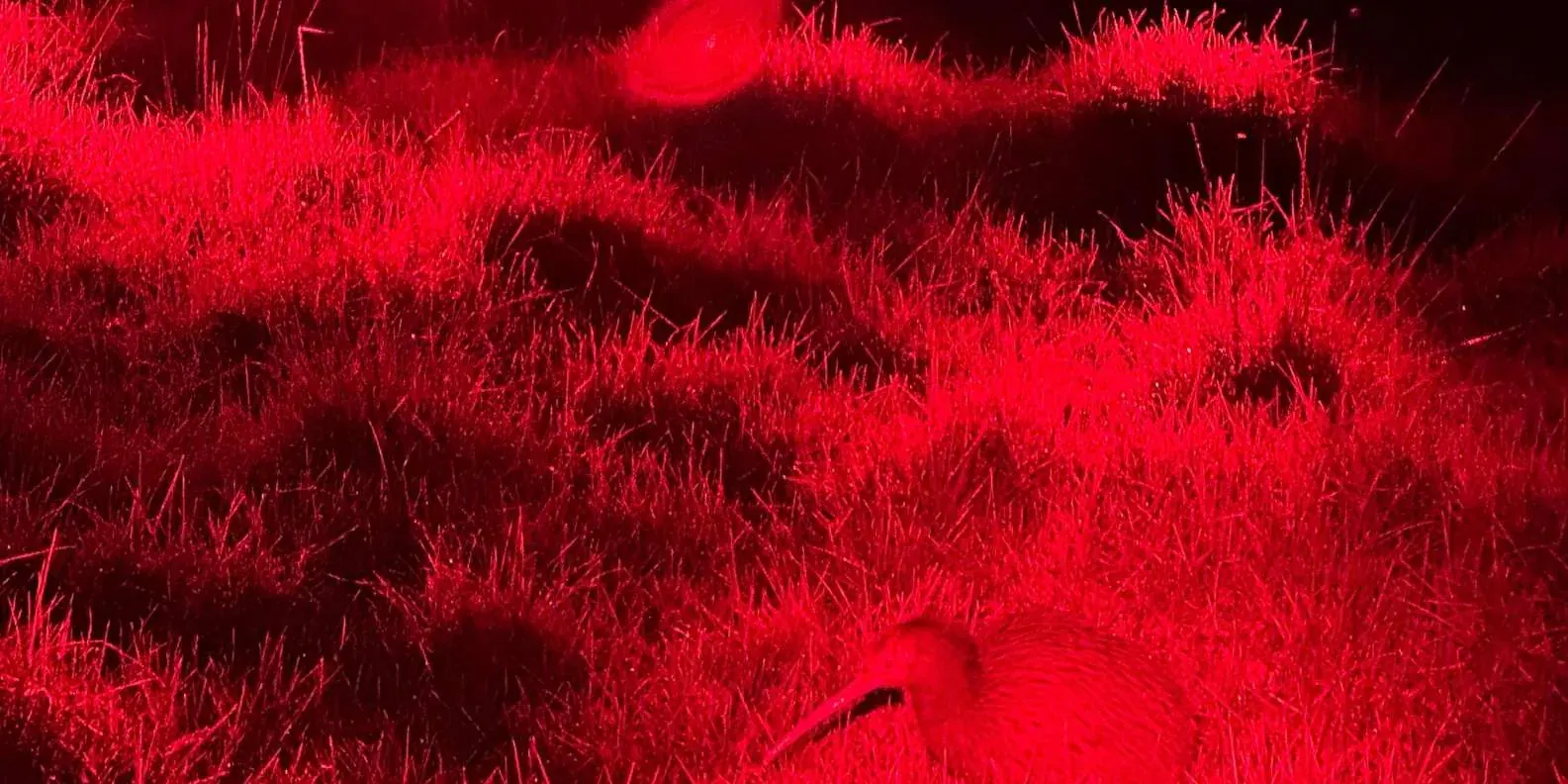 Native bush illuminated by red light during the night walk