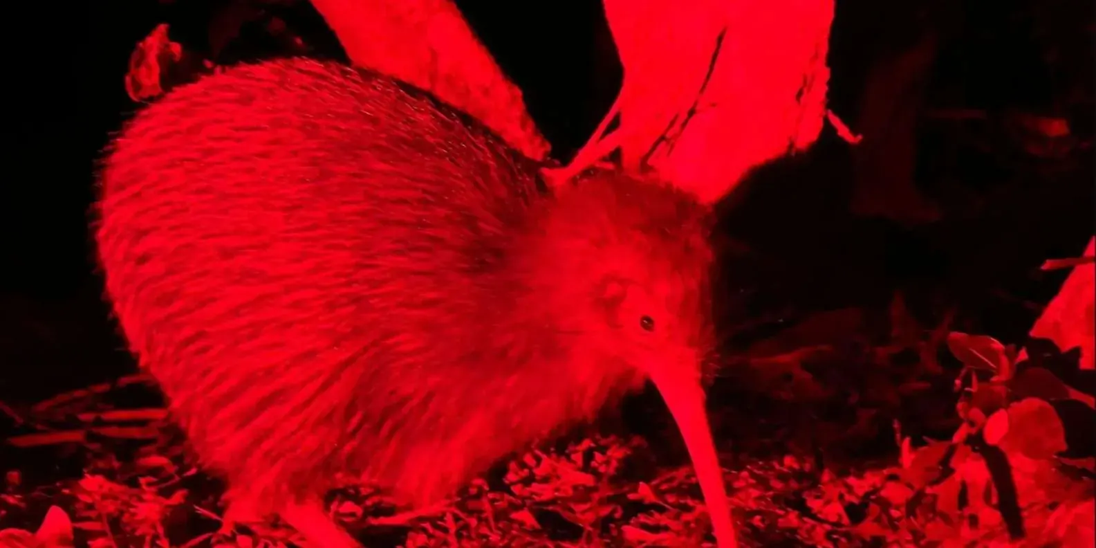 Kiwi observed under red light